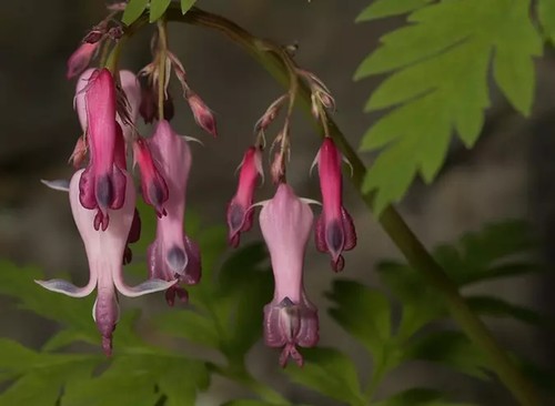 Pink punch bleeding heart - punch,