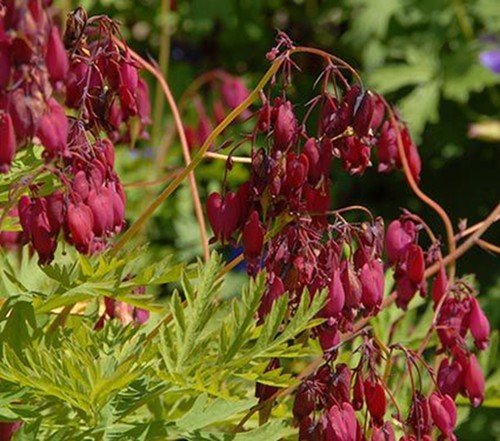 Burnt red bleeding heart - red,