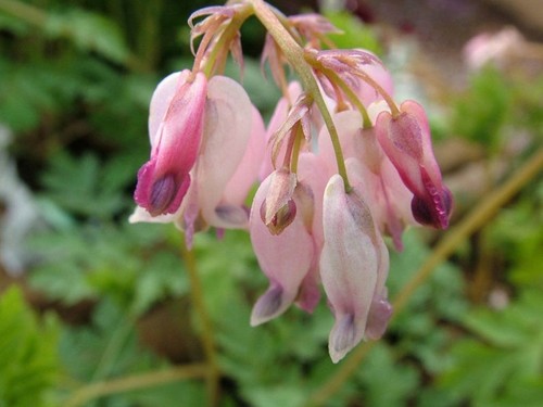 Baby pink bleeding heart - pink,
