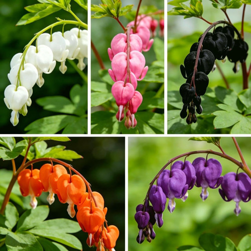 Carpetc 100 bleeding heart - 100+,